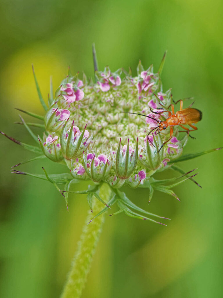 Insecte posé sur une fleur en macro, au cœur de la nature.